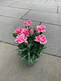 Pink Carnation Plants