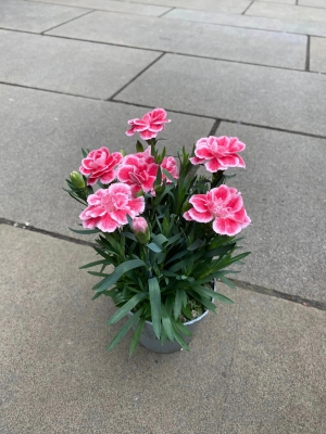 Pink Carnation Plants