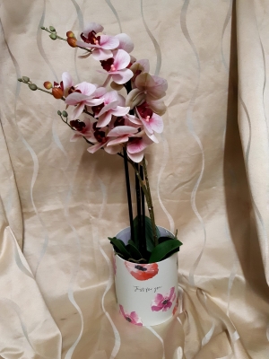 Everlasting two tone phaelenospsis orchid