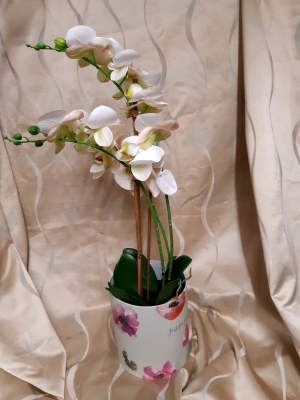 Everlasting White Phaelenopsis orchid
