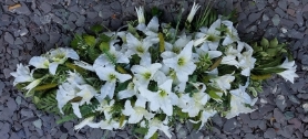 White Oriental Lily Coffin spray 4 ft