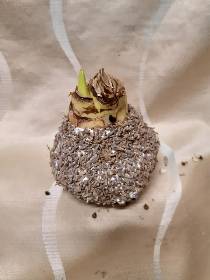 Amaryllis bulbs seeded
