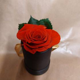 Freeze dried boxed rose head