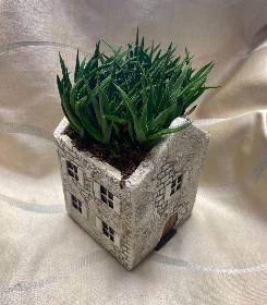 Mini Succulent Houses (options available)