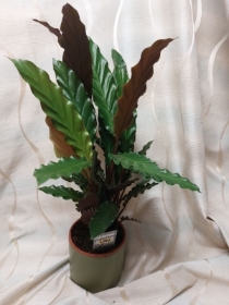 Calaetha plant in  pot