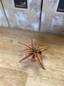 Mini Pink Starlight Plant