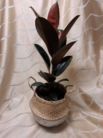 Rubber Plant in Basket
