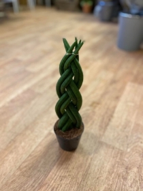 Twisted Sansevieria plant